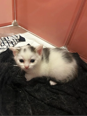 kleine katze 