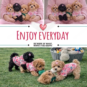 Exklusive Mini Maltipoo Welpen aus traumhafter Verpaarung kleiner, wunderschöner Eltern. Bild 9