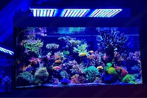 Hobbyaufgabe ca 60 KG Lebendgestein