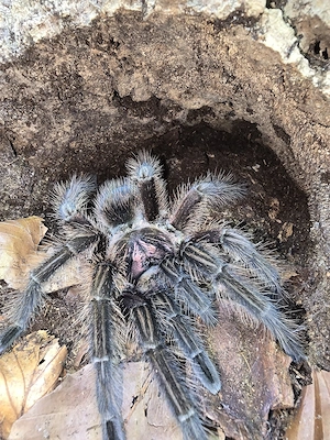 Hobbyverkleinerung: Vitale Vogelspinnen aus langjähriger Zucht