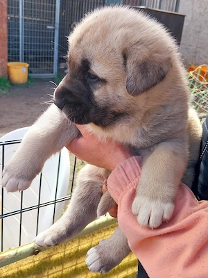 Kangal welpen 
