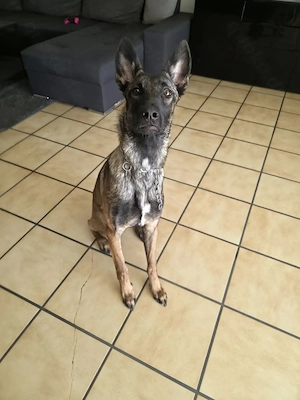 Malinois Hündin 