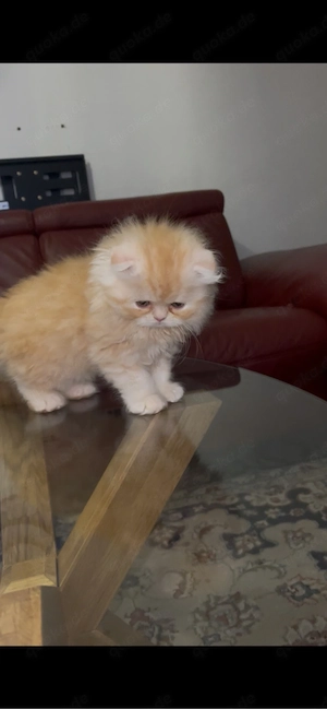 Wunderschöner orangefarbener Britisch-Kurzhaar-Kater   einmalige Gelegenheit!