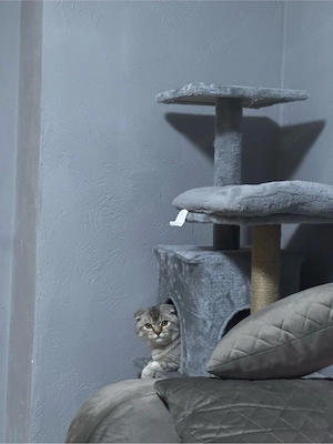 Kleine schottische Kater sucht neu wochnung