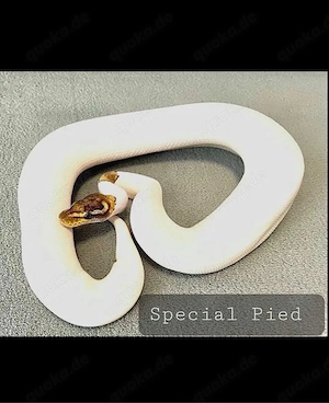 Special Pied Königspython 1.0