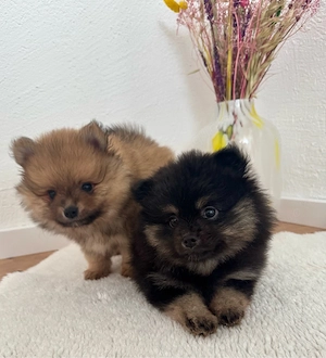 Pomeranian Zwergspitz Welpe- ABGABEBEREIT