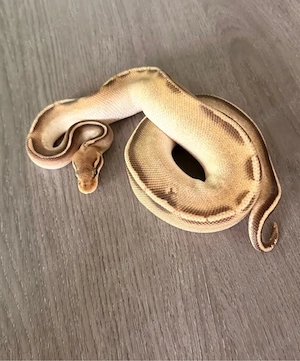 Pastel Stranger Mojave Pos Lesser 1.0 Königspython