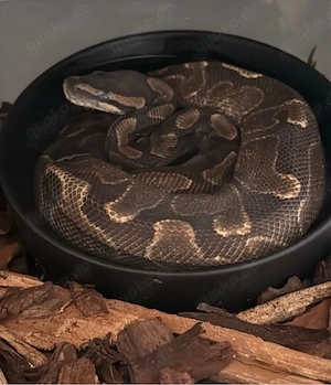 GHI Enchi doublehead Ghost Rainbow 1.0 Königspython