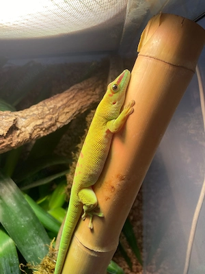 Taggecko mit komplettem Terrarium & Zubehör abzugeben - in Nideggen