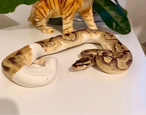Verschiedene Königspythons abzugeben. Lesser,Ghi,Rainbow,Banana