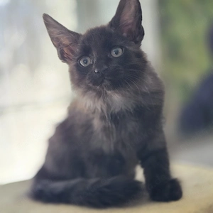 Maine Coon Mixe Bild 2