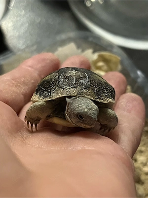 5 süsse griechische  Landschildkröten