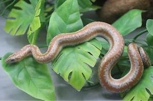 1.0 Rosenboa 100% het. Albino (Lichanura trivirgata) DNZ 2025