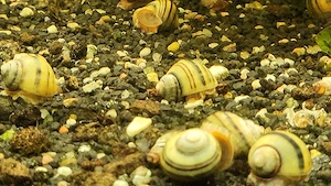 Verkaufe Zebraschnecken 