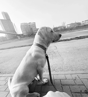 kangal akbas sucht dringend neues zuhause