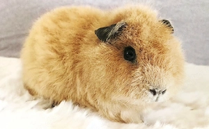 2 Meerschweinchen Böckchen