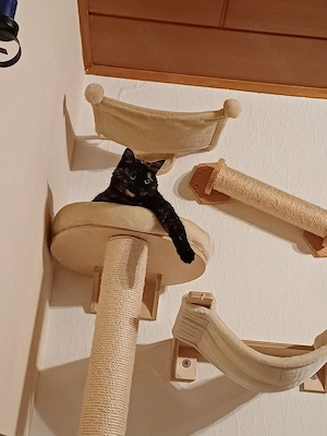 Kuschelpartner gesucht (Kater oder Katze)