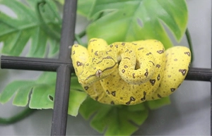 0.0.1 Baumpython Aru ( Morelia Viridis) DNZ 2025 Nr. 3