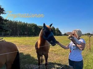 Jack Russell Terrier Welpen mit Titer Gutachten