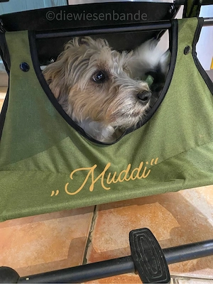 Jack Russell Terrier Welpen mit Titer Gutachten Bild 10