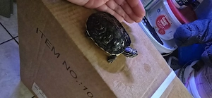 2 Schmuckschildkröten