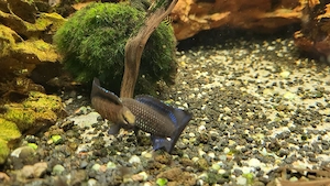 Verkaufe Zwergblaubarsche Badis badis 