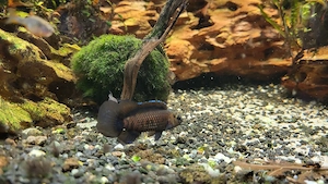 Verkaufe Zwergblaubarsche Badis badis 