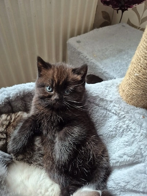 Bkh kitten