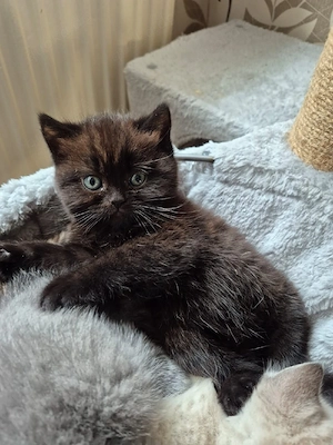 Bkh Kitten ( Mädchen) 
