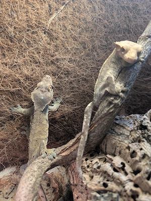 Verkaufe Kronengecko Weibchen