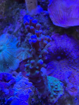 Acropora Ableger abzugeben