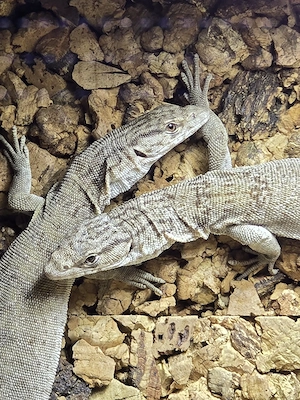 0.0.3 Varanus Gilleni NZ-25