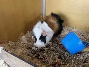 Meerschweinchen Böckchen 