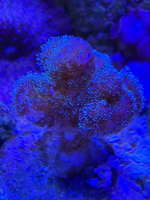 Pocillopora Himbeere abzugeben