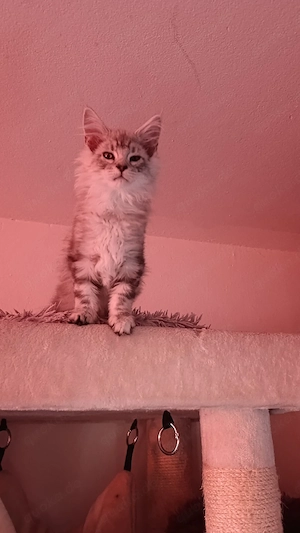 der letzte main coon kater  Bild 4