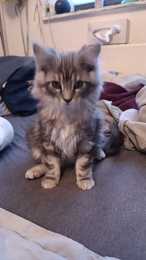 der letzte main coon kater  Bild 5