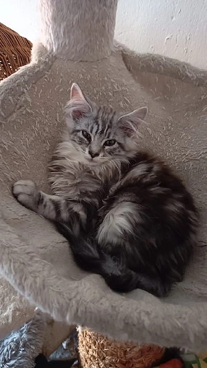 der letzte main coon kater  Bild 3