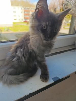 der letzte main coon kater  Bild 2