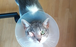 München - Chanel 5 J. sehr liebe, anhängliche Wohnungskatze, Einzelprinzessin oder Zweitkatze