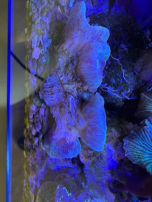 verkaufe Ableger meine grünen Caulastrea