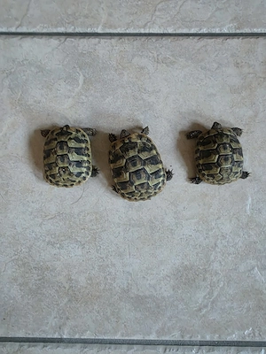 griechische Landschildkröten 