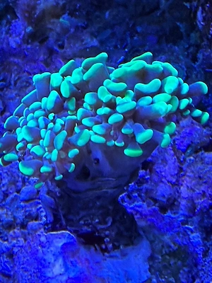 Euphyllia Steinkoralle 3 Köpfe