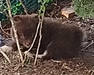 Zwergspitz Pomeranians Welpen 