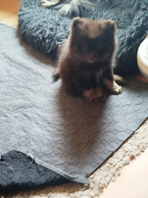 Zwergspitz Pomeranians Welpen  Bild 2