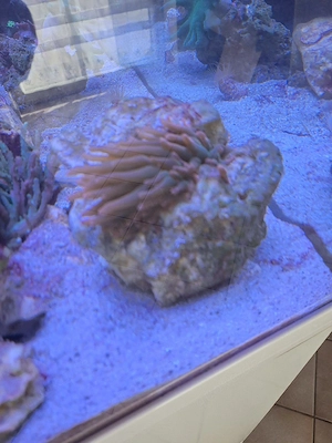 See- Anemonen auf Stein