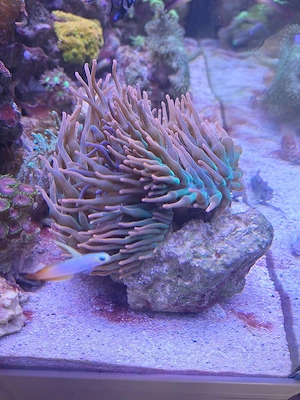 Korallen Seeanemonen auf Stein