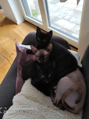 Katzenbabys  Bild 2