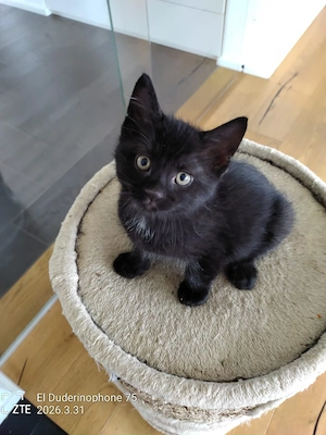 Katzenbabys  Bild 3