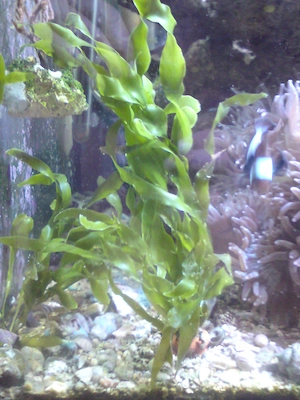 Algen Schnecken Korallen LPS SPS Meerwasser Aquarium.