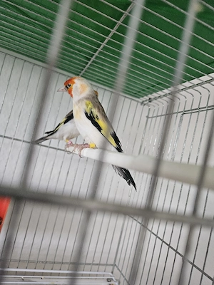 Stieglitz Vögel Major 